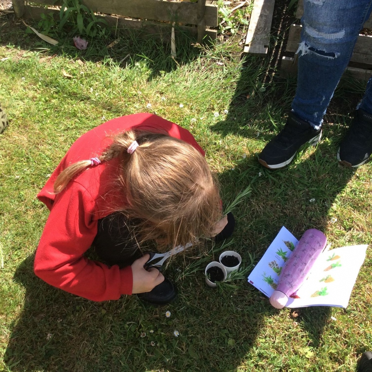 Temple Meadow Primary School - Sow and Grow